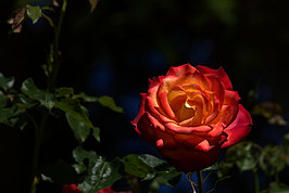 Bernhard Saalfeld - Rosarium 2021 (1v9)